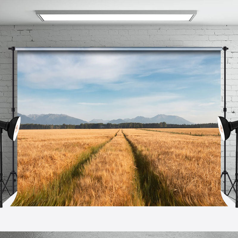 Aperturee - Golden Wheat Field Blue Sky Outdoor Beautiful Backdrop