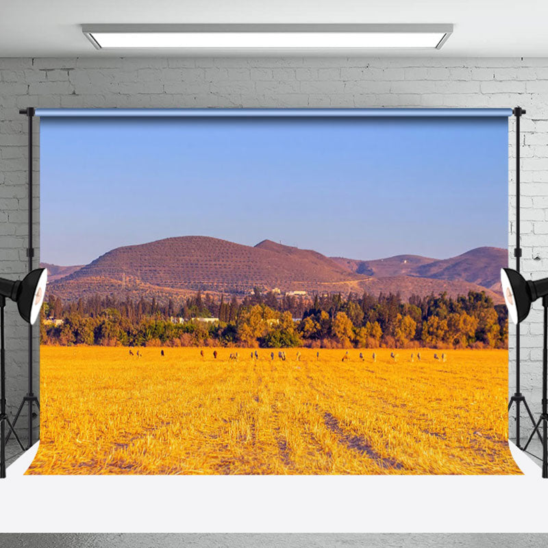 Aperturee - Wheat Field After Harvest With Blue Sky Backdrop