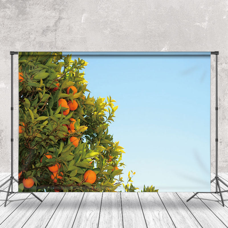 Aperturee - Orange Trees Under The Blue Sky Fruit Photo Backdrop