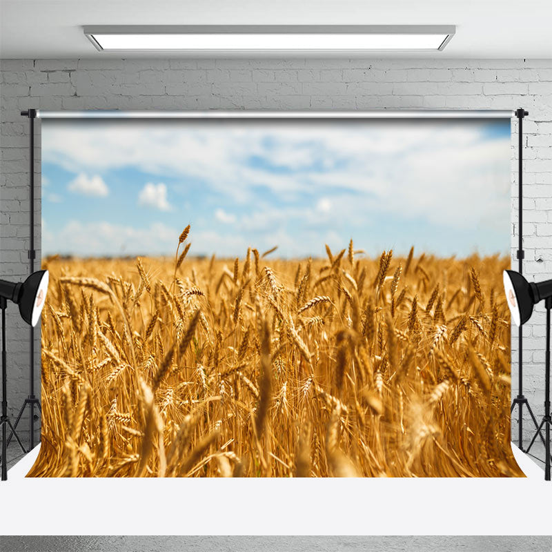 Aperturee - Golden Wheat Field Blue Sky Summer Photo Backdrop