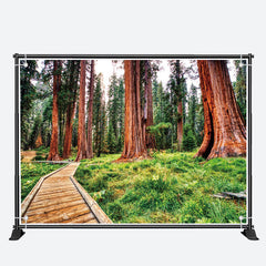 Aperturee - Towering Tree Wood Board Path Spring Forest Backdrop